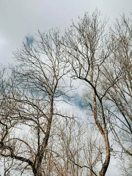 Leafless Trees and Branches Silhouette Against Cloudy Sky Photos
