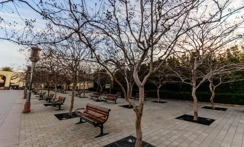 Leafless trees and brown park bench Stock Photos