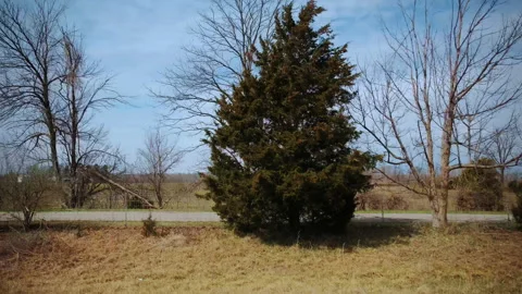 Leafless trees and open fields filmed from moving car, showing late autumn or Vidéo 326088859