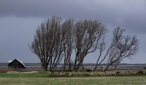 Leafless Trees and Remote Cabin in Icelandic Countryside Stock Photos