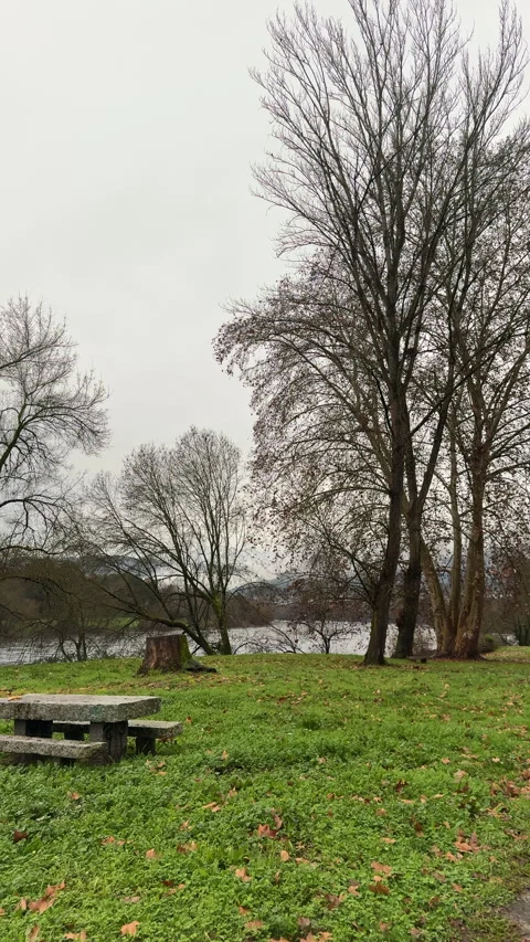Leafless Trees and Stone Benches in Winter Park Stock Footage 275703759