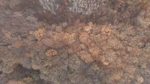 Leafless trees in the autumn forest from a height. View from a drone of a Stock Footage 119707707