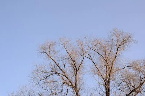 Leafless trees on a background of blue sky in autumn day. Natural background Stock Photos