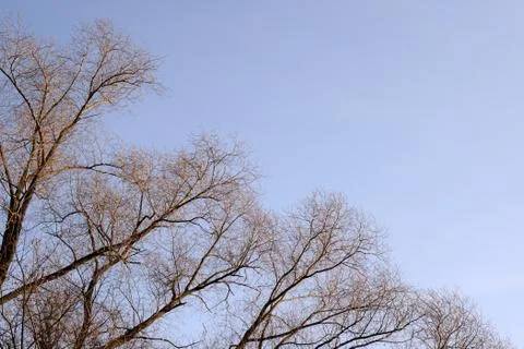 Leafless trees on a background of blue sky in autumn day. Natural background Stock Photos