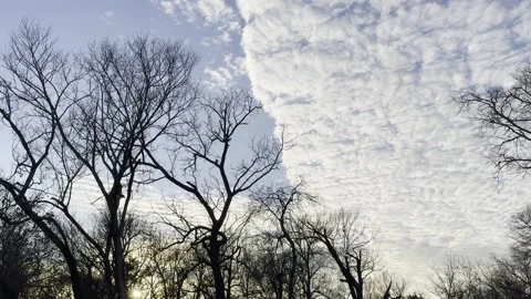 Leafless Trees Beneath Textured Clouds Stock Footage 344601287