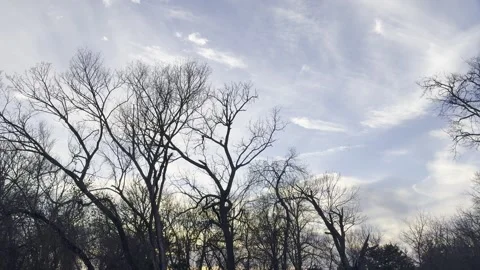 Leafless Trees Beneath Wispy Clouds Stock Footage 344601377