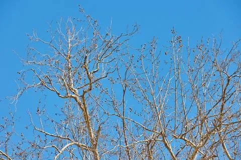 Leafless trees with branches against clear blue sky in winter Foto stock
