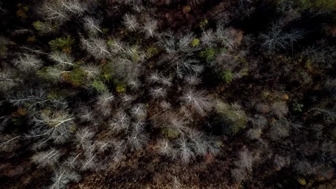 Leafless Trees - Canada - 000001 Video stock 317830395