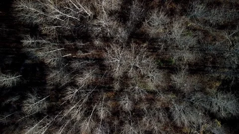 Leafless Trees - Canada - 000002 Video stock 317830402