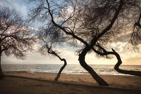 Leafless trees creates very nice graphical elements in front of the seaside Stock Photos