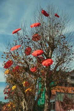 Leafless trees with decorative umbrellas Stock Photos