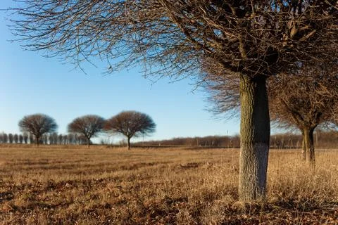 Leafless trees on the dry winter grassland in sunlight. Winter t Foto stock