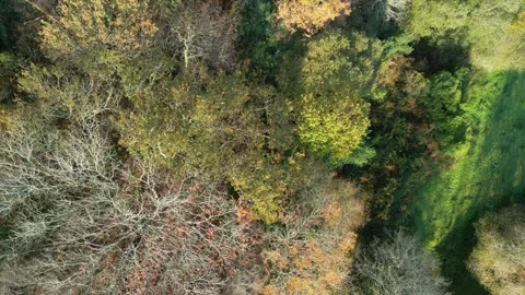 Leafless Trees During Late Autumn Season Stock Footage 260902804