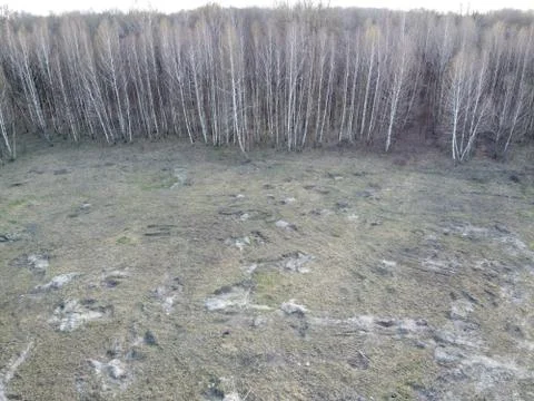 Leafless trees in early spring, aerial view. Gloomy landscape. Stock Photos