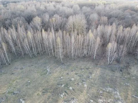 Leafless trees in early spring, aerial view. Gloomy landscape. Stock Photos