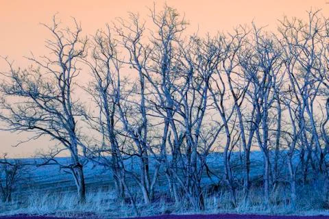 Leafless trees in the field in the spring Stock Photos