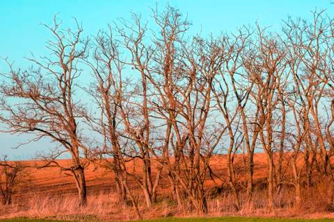 Leafless trees in the field in the spring Stock Photos