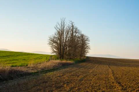 Leafless trees in the field in the spring Stock Photos