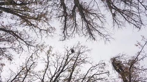 Leafless trees Video stock 170515948