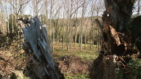 Leafless Trees In The Forest On A Sunny Day. - aerial pullback shot Stock Footage 304086953