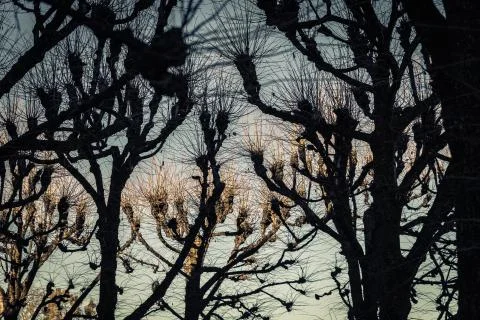 Leafless trees hit by golden light under the blue sky on a winter day Stock Photos