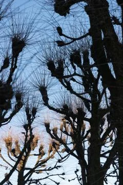 Leafless trees hit by golden light under the blue sky on a winter day Stock Photos
