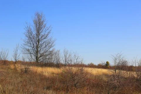 Leafless trees in a meadow with dry grass Stock Photos