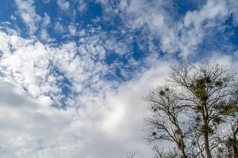Leafless trees, with mistletoe on the branches Stock Photos