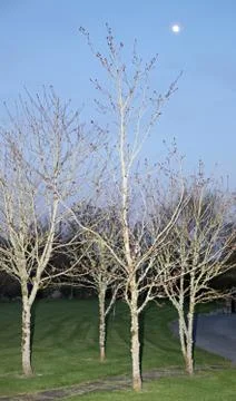 Leafless trees on a moonlit winter's night Stock Photos