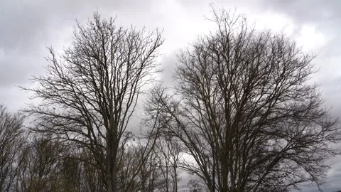 Leafless trees move a lot because of strong wind by bad weather Stock Footage 245530884