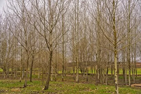 Leafless Trees in a Park During Late Autumn Stock Photos