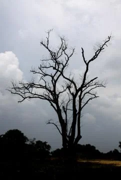 Leafless trees Stock Photos