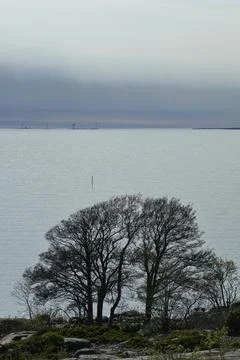 Leafless trees. Stock Photos