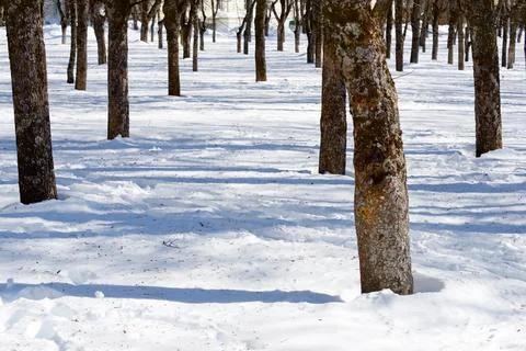 Leafless trees in the Pyrenees. Stock Photos