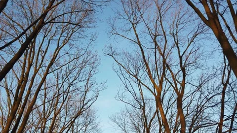 Leafless trees reaching upward in a park during daytime Video stock 342123281