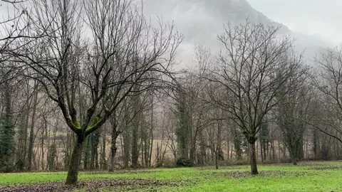 Leafless trees revealing mountain ridge in winter landscape on overcast day Stock Footage 325647529