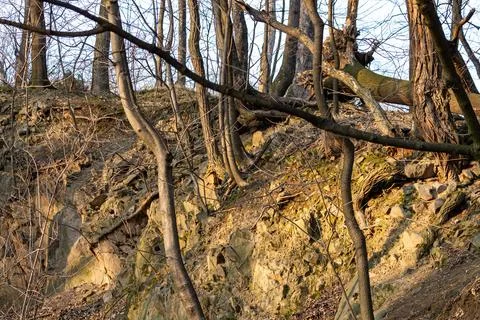 Leafless trees on rocky forest hillside Stock Photos