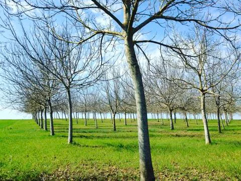 Leafless trees in rows Stock Photos