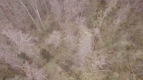 Leafless trees seen from above. Aerial Autumn footage. 스톡 동영상 88931442