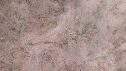Leafless trees seen from above. Aerial Autumn footage. Stock-Footage 88931586