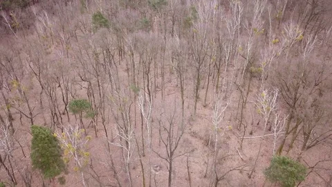 Leafless trees seen from above. Aerial Autumn footage. 動画素材 88931741