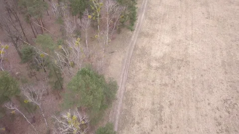 Leafless trees seen from above. Aerial Autumn footage. Stock Footage 88931821