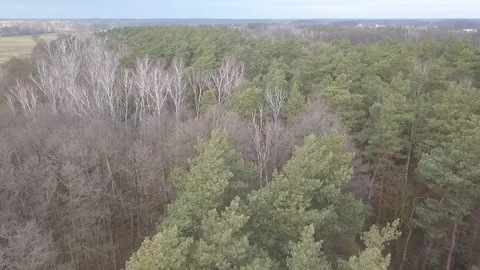 Leafless trees seen from above. Aerial Autumn footage. Vídeos de archivo 123154995