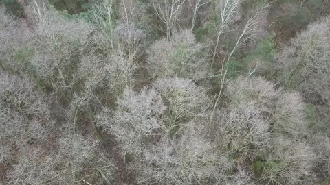 Leafless trees seen from above. Aerial Autumn footage. Video stock 123155362