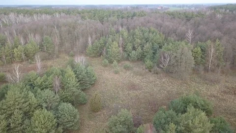 Leafless trees seen from above. Aerial Autumn footage. 스톡 동영상 123155693
