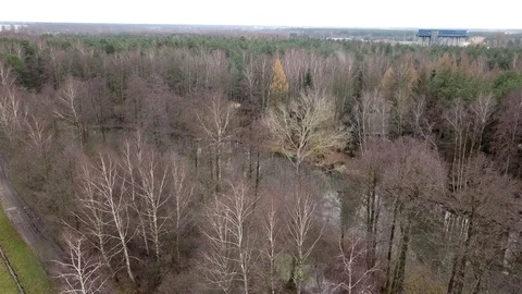 Leafless trees seen from above. Stock-Footage 83248666