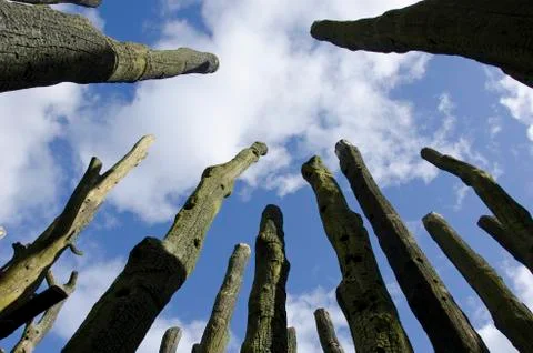 Leafless trees as seen against the sky Stock Photos