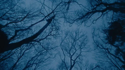 Leafless trees silhouetted against a gloomy twilight sky, captured from below. Stock Footage 299899992