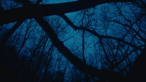 Leafless trees silhouetted against a twilight sky, captured from below. Stock Footage 299895661