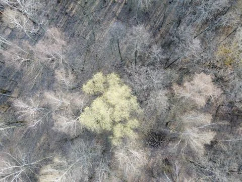 Leafless trees in a spring forest, aerial view. Stock Photos